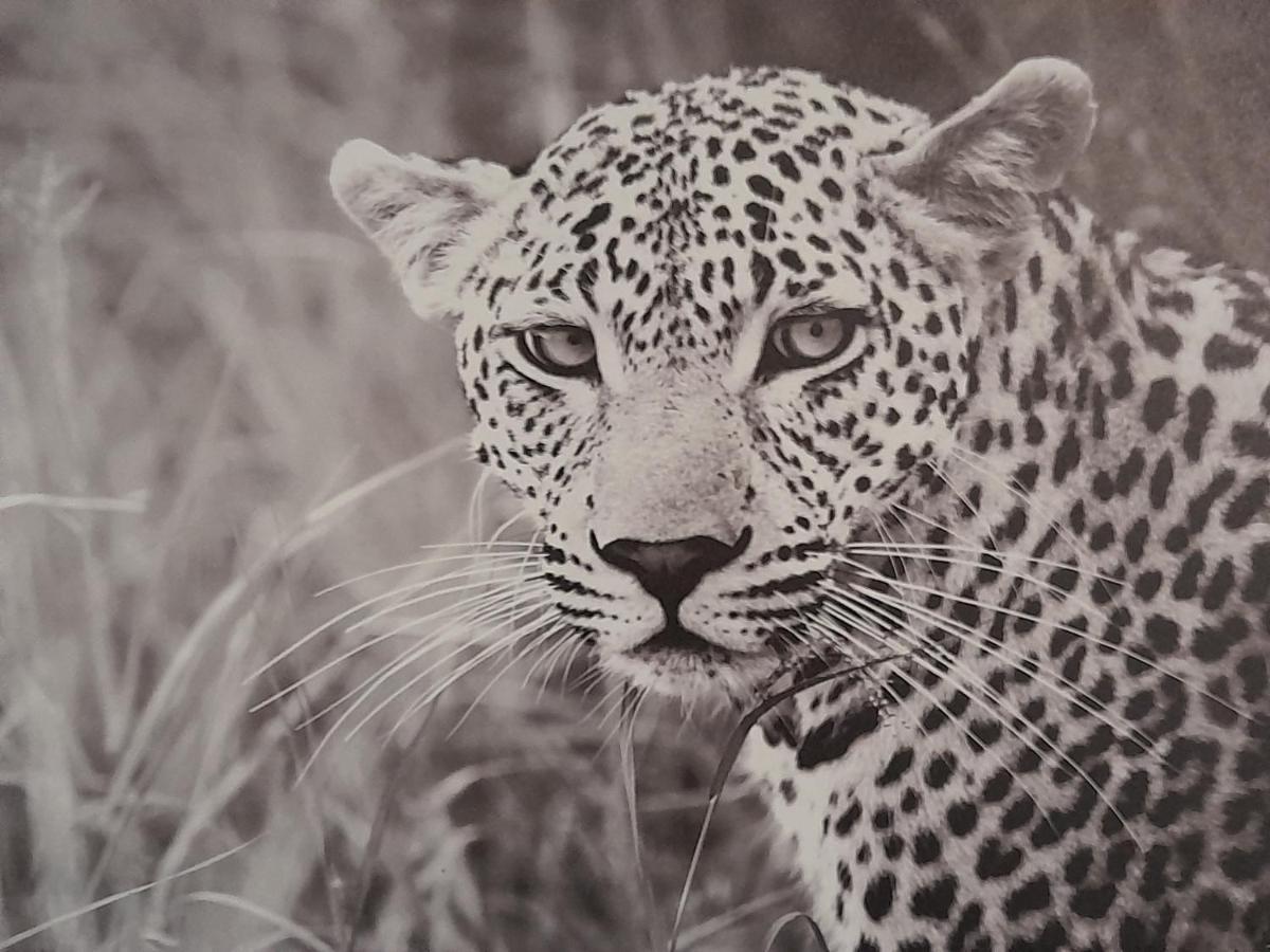 Animalier Lejlighed Joigny Eksteriør billede